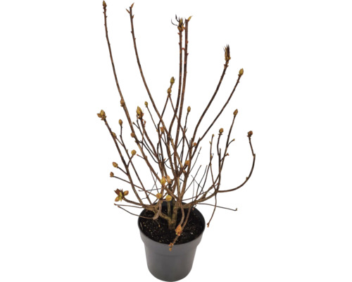 Pflanze im Topf mit braunen Ästen und Knospen