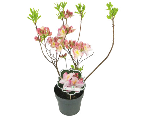 Japanische Azalee Satomi im Topf