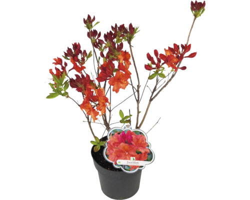 Laubabwerfende Azalee Rhododendron lutem 'Feuerwerk' H | HORNBACH