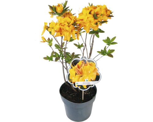 Laubabwerfende Azalee Rhododendron lutem 'Klondyke' H 30-40 | HORNBACH