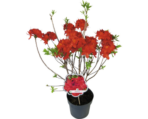 Azalee im Topf mit roten Blüten