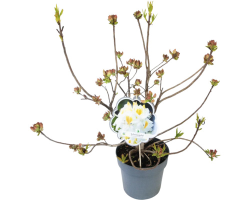 Laubabwerfende Azalee Rhododendron lutem 'Schneegold' H | HORNBACH