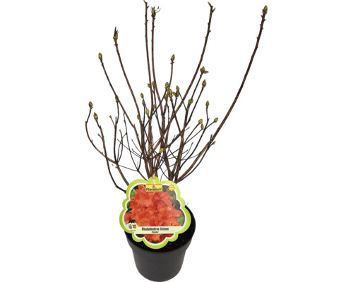 Rhododendron im Topf mit Blütenetikett