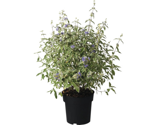 Blaublütenstrauch im Topf