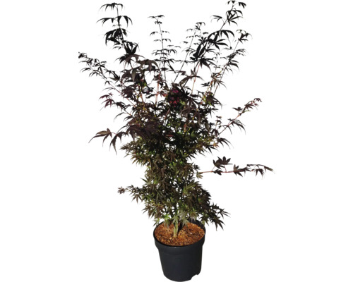 Japanischer Ahornbaum im Topf