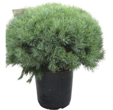 Strauch-Wald-Kiefer Pinus sylvestris 'Watereri' H 80-100 cm Co 35 L