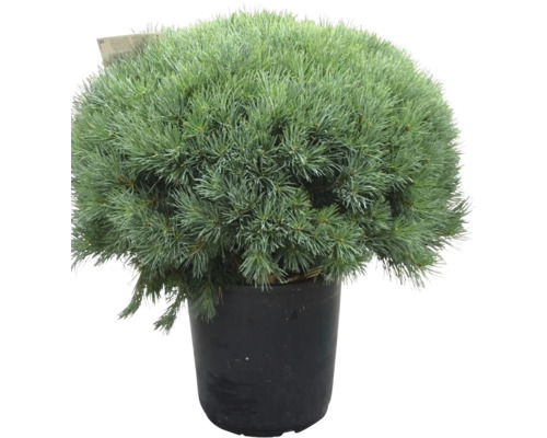 Kugelkiefer im Topf für den Garten