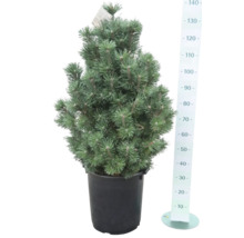 Zwerg-Kegel-Kiefer Pinus mugo 'Columnaris' H 80-100 cm Co 35 L