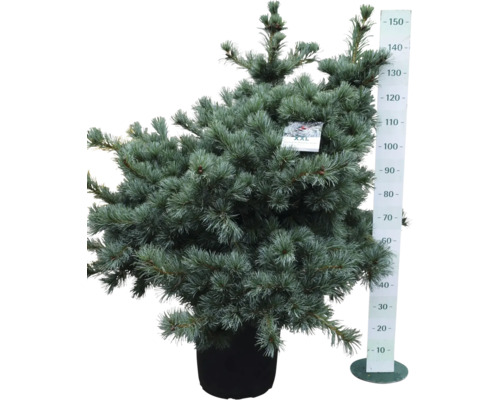 Blaufichte im Topf mit Größenangabe