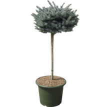 Kleine Blaufichte Picea pungens 'Glauca Globosa' H 80 cm Co 35 L