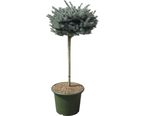 Blaufichte als Hochstamm im Topf
