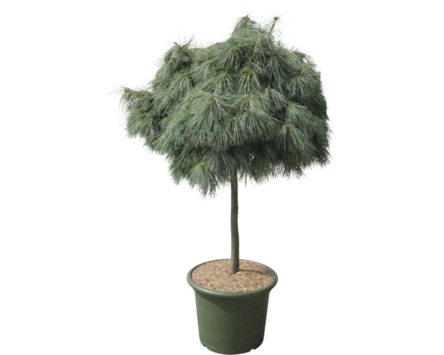 Japanische Mädchenkiefer im Topf