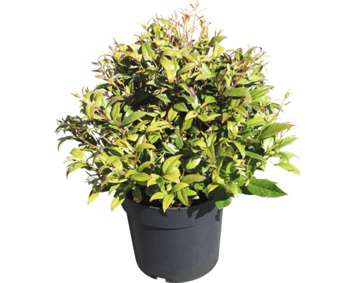 Glanzmispel in einem Topf