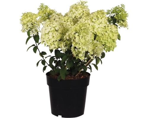 Rispenhortensie in schwarzem Topf