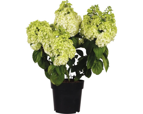 Rispenhortensie im Topf
