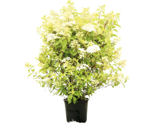 Rispenhortensie im Topf mit grünen Blättern und weißen Blüten