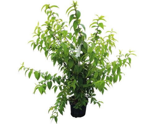 Pflanze in einem Topf