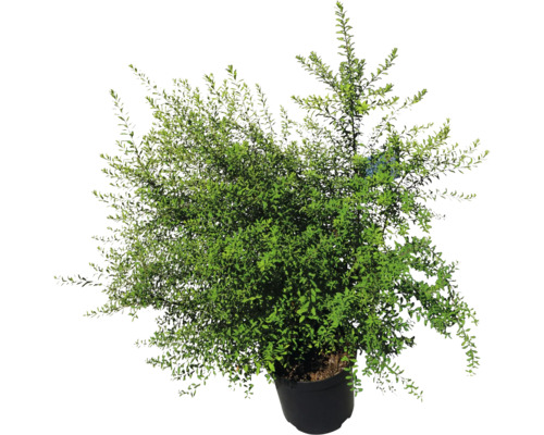 Im Topf befindlicher Strauch mit grünen Blättern