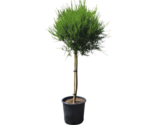 Kopfbaum im Topf