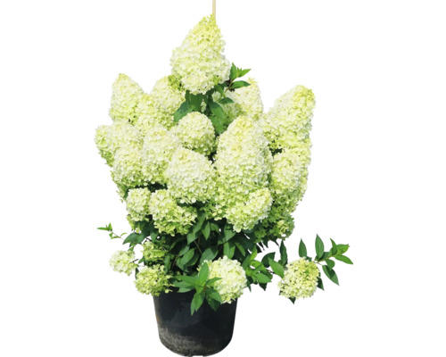 Rispenhortensie im Topf mit grünen Blättern und Blüten