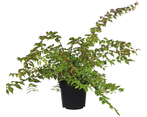 Japanischer Blumenhartriegel als Zimmerpflanze im Topf