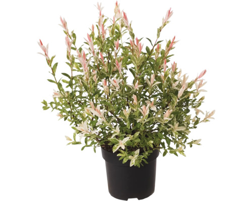 Harlekinweide im Topf