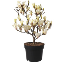 Gelbe Magnolie FloraSelf Magnolia 'Sunsation' H 100-125 cm Co 10 L
