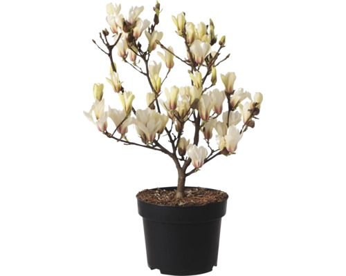 Magnolienbaum im Topf mit hellen Blüten.