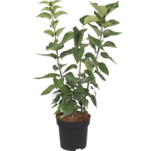 Edelflieder FloraSelf Syringa vulgaris 'Katherine Havemeyer' H 40-60 cm Co 3 L, duftende Blüte
