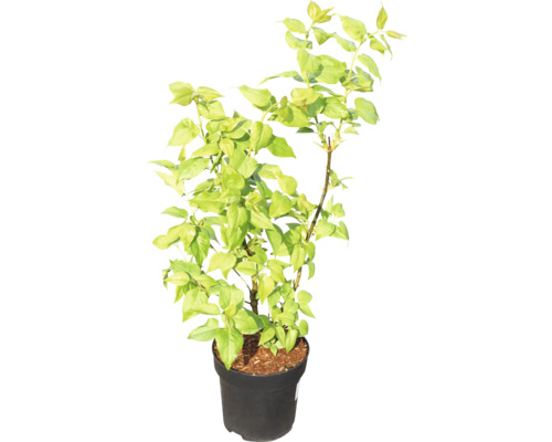 Bougainvillea Pflanze im Topf