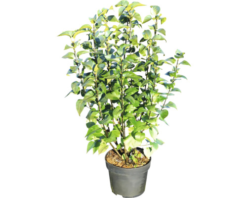 Topf mit Kamelienpflanze