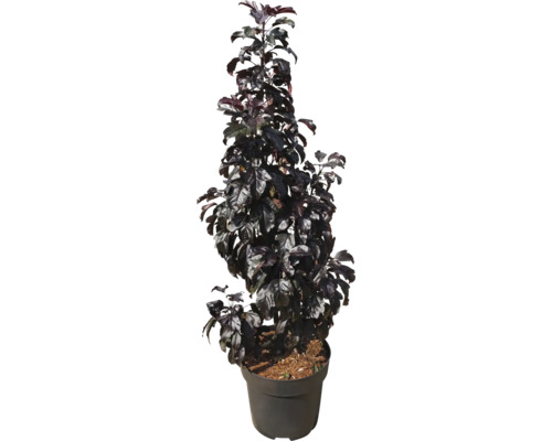 Säulenblutpflaume im Topf