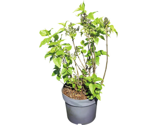 Junger Flieder im Topf