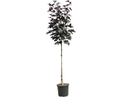 Säulenahorn im Topf