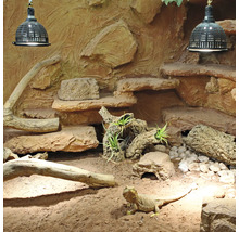 Terrarium mit Bartagame, Steinen, Ästen und Beleuchtung