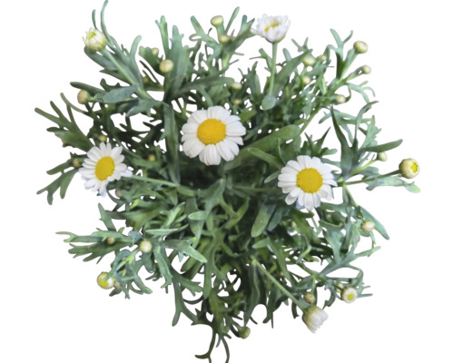 Draufsicht einer Margeritenpflanze mit grünen Blättern und weißen Blüten