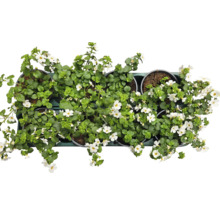 Topfblumen mit weißen Blüten und grünen Blättern in Töpfen auf einer Ablage
