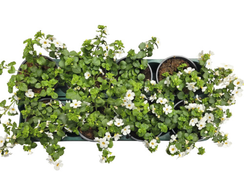 Topfblumen mit weißen Blüten und grünen Blättern in Töpfen auf einer Ablage