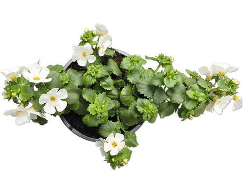 Blauer Gauchheil mit weißen Blüten im Topf