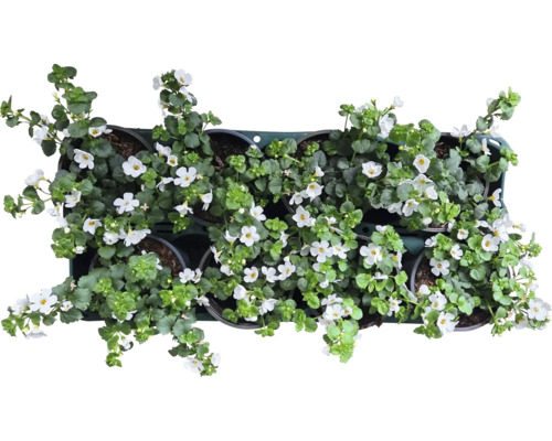 Sechs blühende Zauberglöckchen Pflanzen in Töpfen