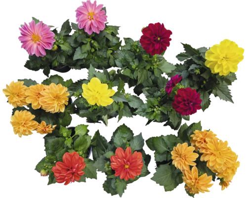 Dahlie in Sorten Ø 12/13 cm Topf