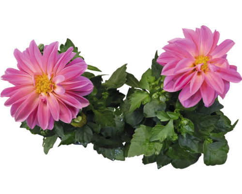 Zwei rosa Dahlienblüten mit grünen Blättern