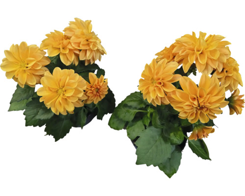 Zwei Töpfe mit gelben Dahlienblüten und grünen Blättern.