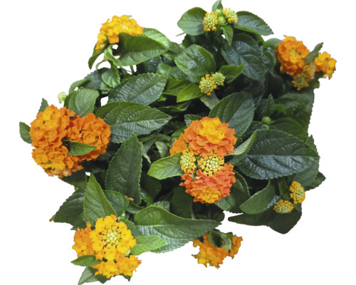 Ansicht von oben einer Wandelröschenpflanze mit Blüten und grünen Blättern