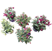 Fünf Fuchsienpflanzen in Töpfen