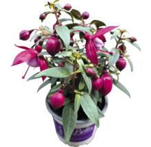 Fuchsie stehend FloraSelf verschiedene Sorten in Ø 10,5 cm Topf