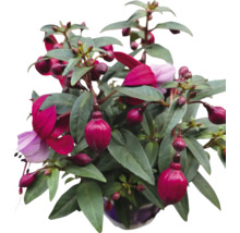 Fuchsienpflanze mit roten und violetten Blüten in einem Topf