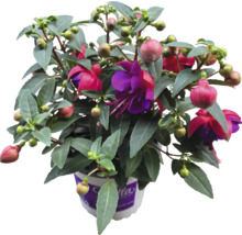 Fuchsia Pflanze im Topf mit grünen Blättern und roten Blüten