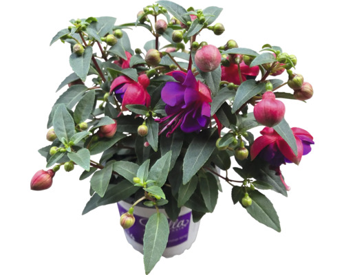 Fuchsia Pflanze im Topf mit grünen Blättern und roten Blüten