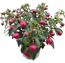 Fuchsienpflanze im Topf mit grünen Blättern und pinkfarbenen Blüten